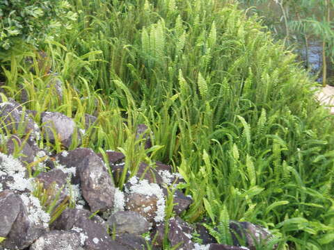 Image of narrow swordfern