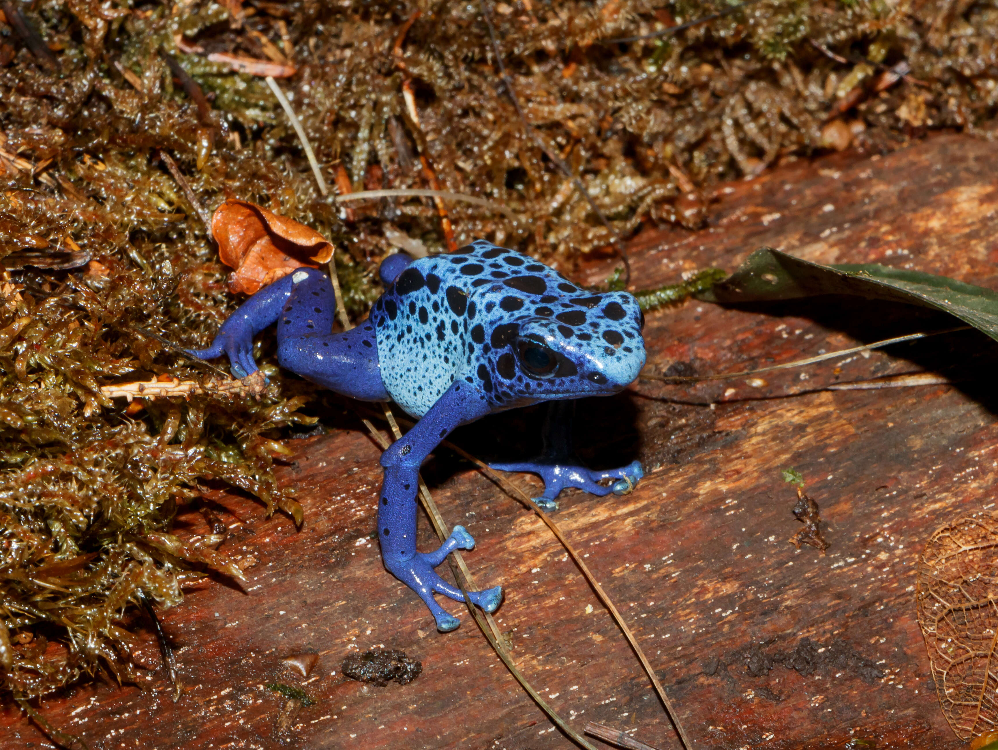 Image of Dyeing Poison Frog