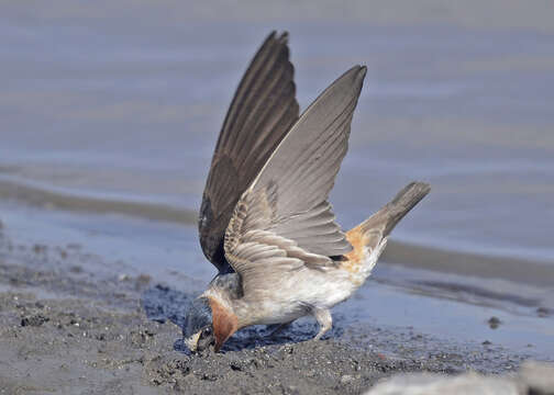 Image of American Cliff Swallow