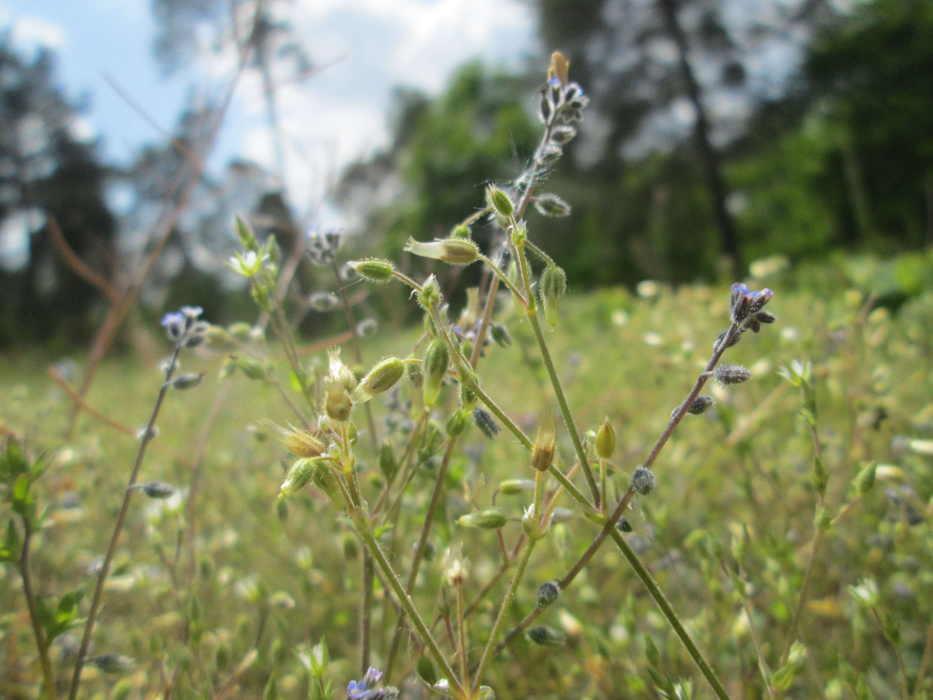 Image of Early Forget-me-not