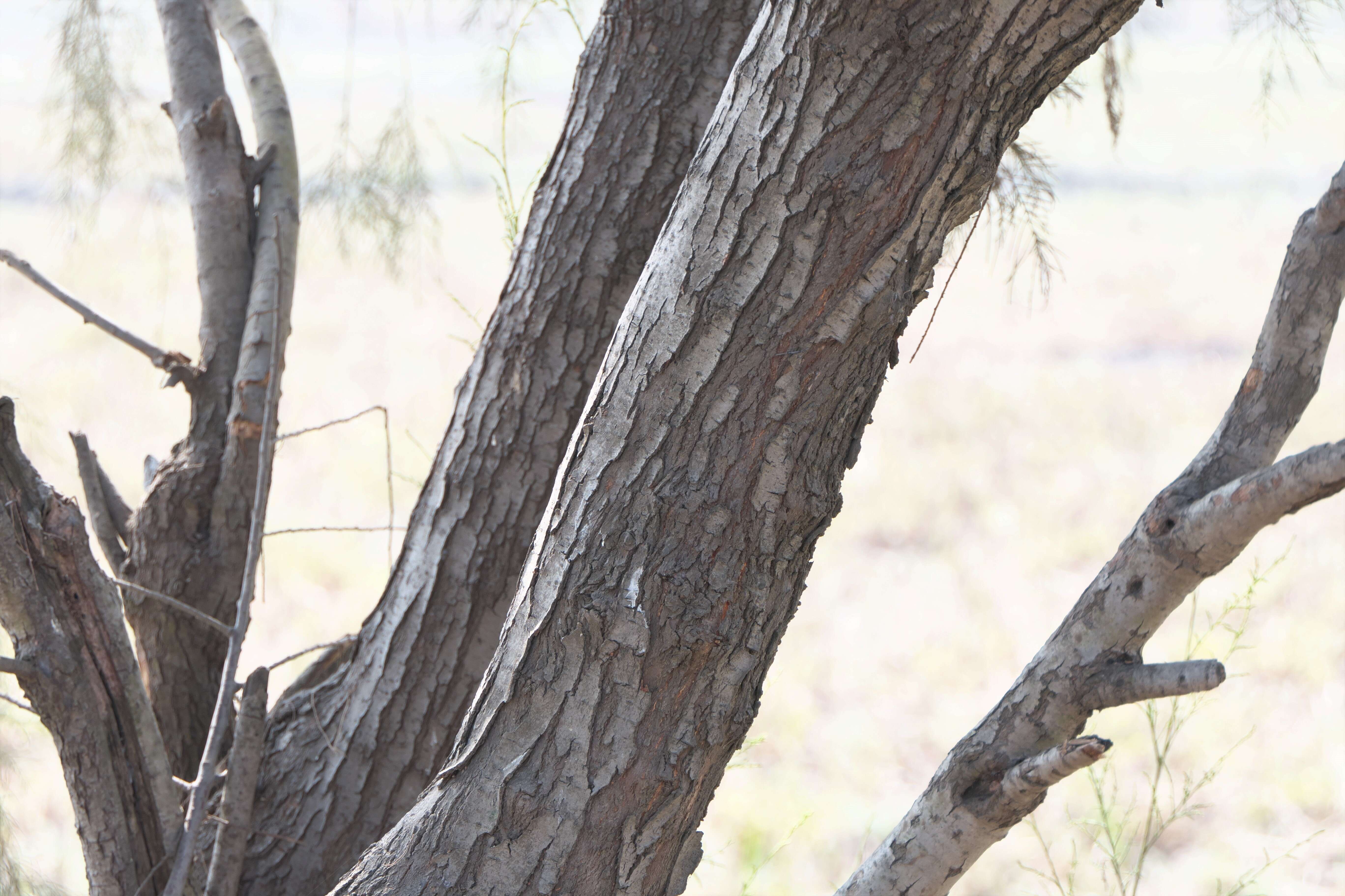 Image of tamarisk