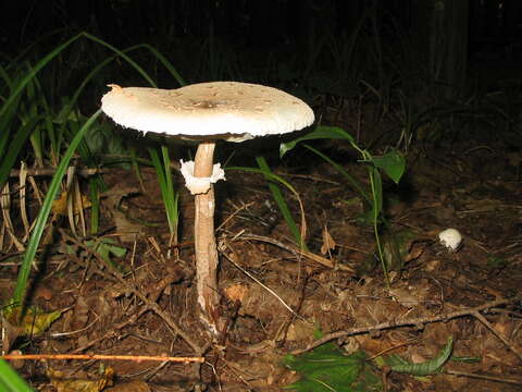 Image of Macrolepiota procera (Scop.) Singer 1948