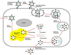 Image of Reovirales