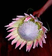 Imagem de Protea cynaroides (L.) L.