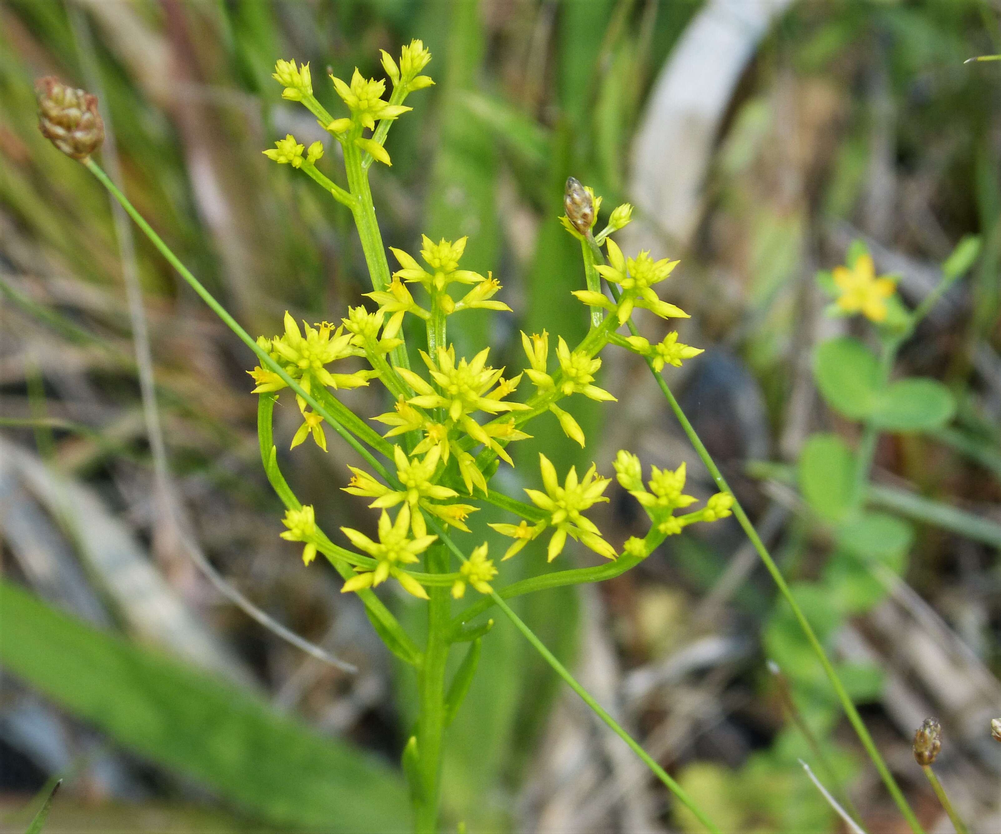 Image de Polygala cymosa Walt.