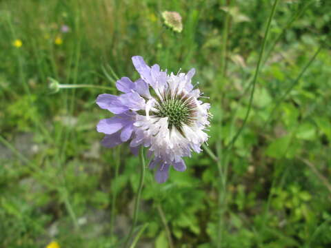 Image of dove pincushions