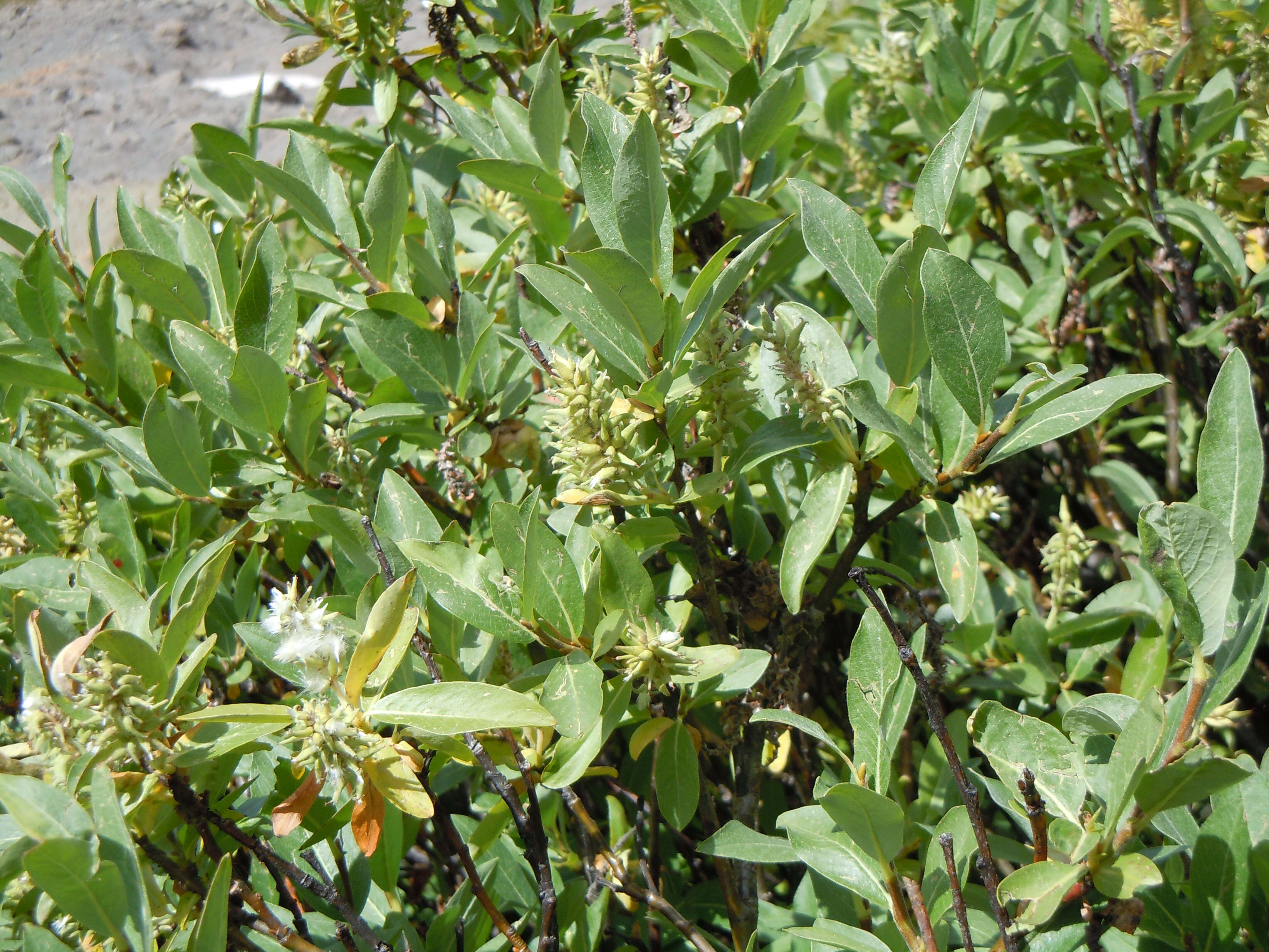 Image of mountain willow