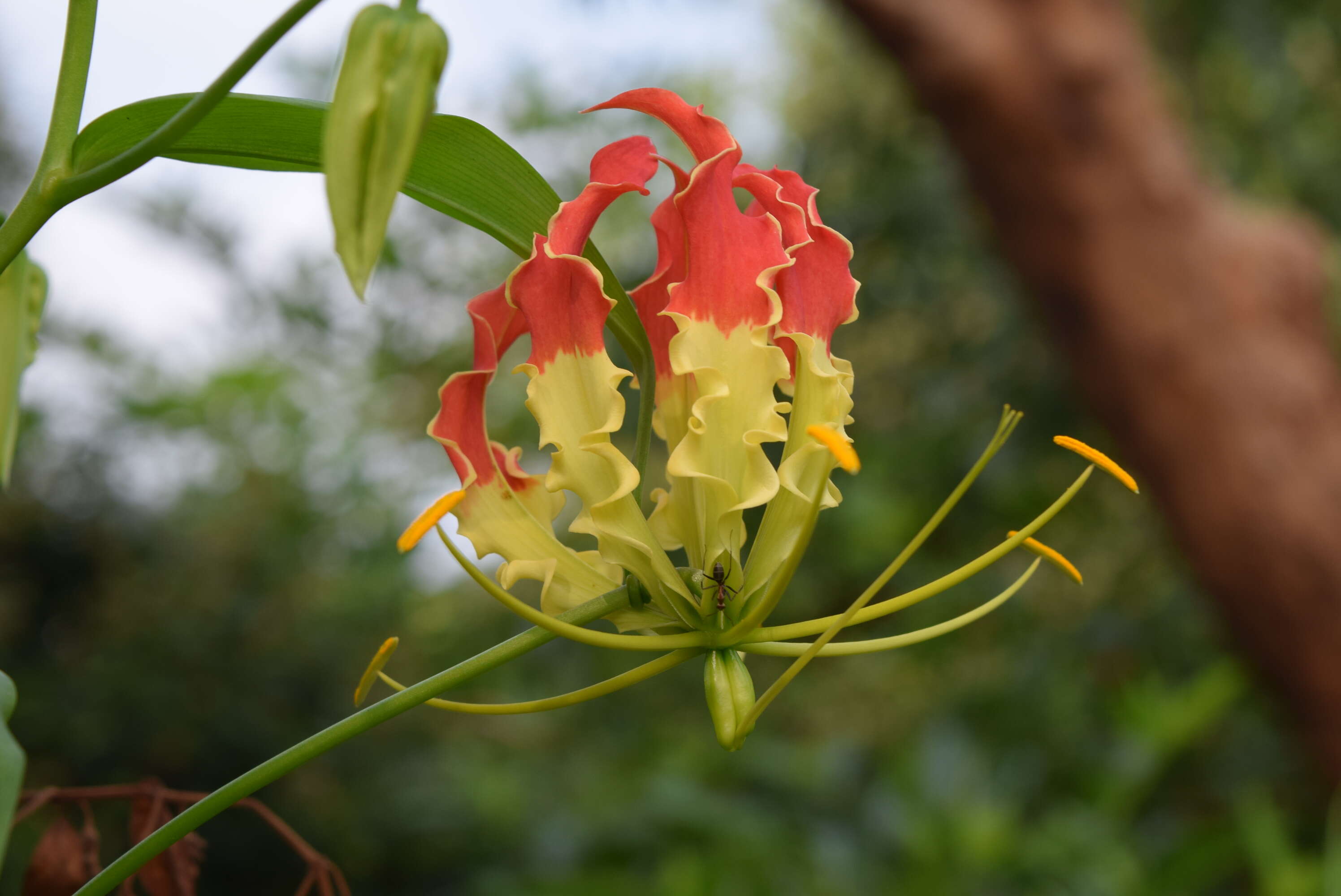 Image of flame lily