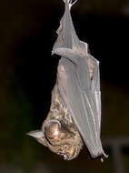 Image of Great Himalayan Leaf-nosed Bat