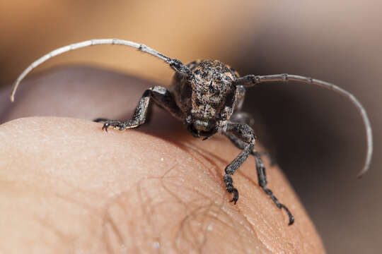 Image of Mesquite Girdler