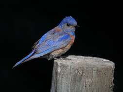 Image of Western Bluebird