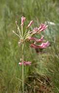 Imagem de Pelargonium luridum (Andr.) Sweet