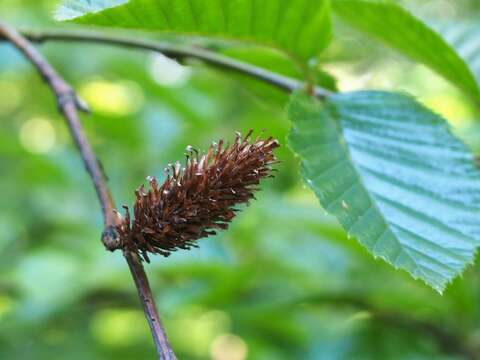 Image of Betula medwediewii Regel