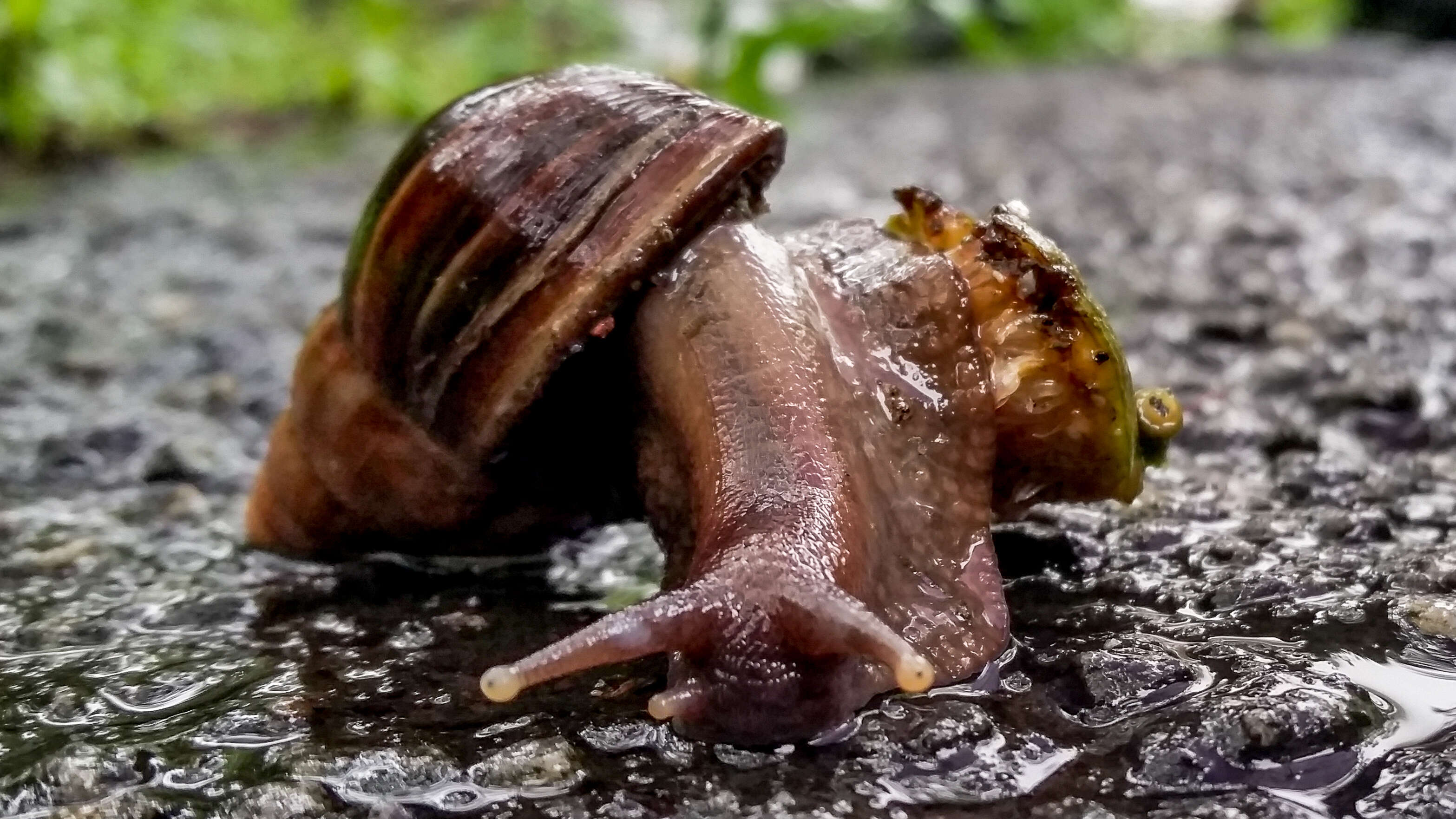 Image of Achatina fulica