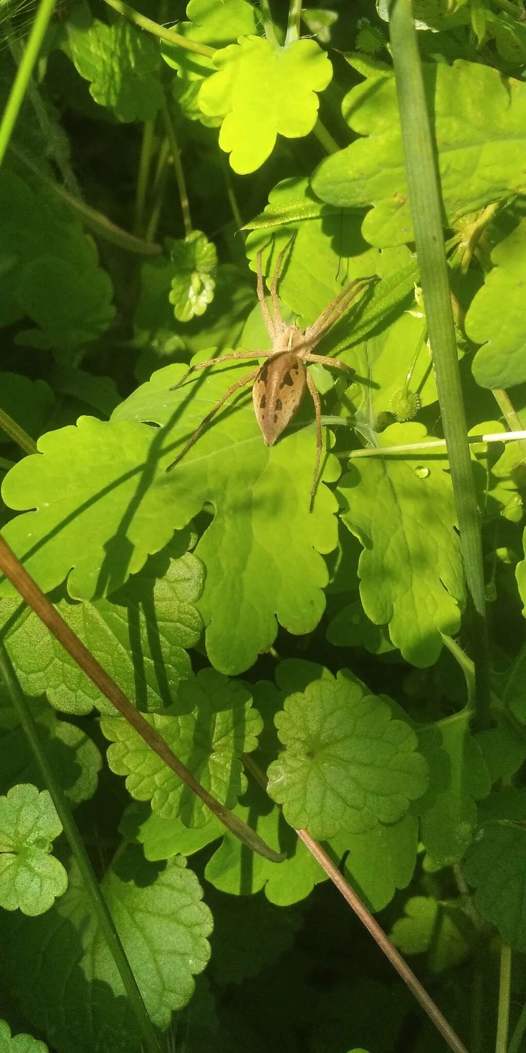 Image of Nursery-web spider