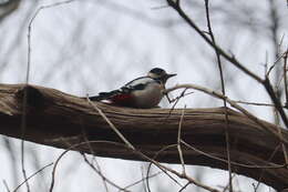 Image of Great Spotted Woodpecker