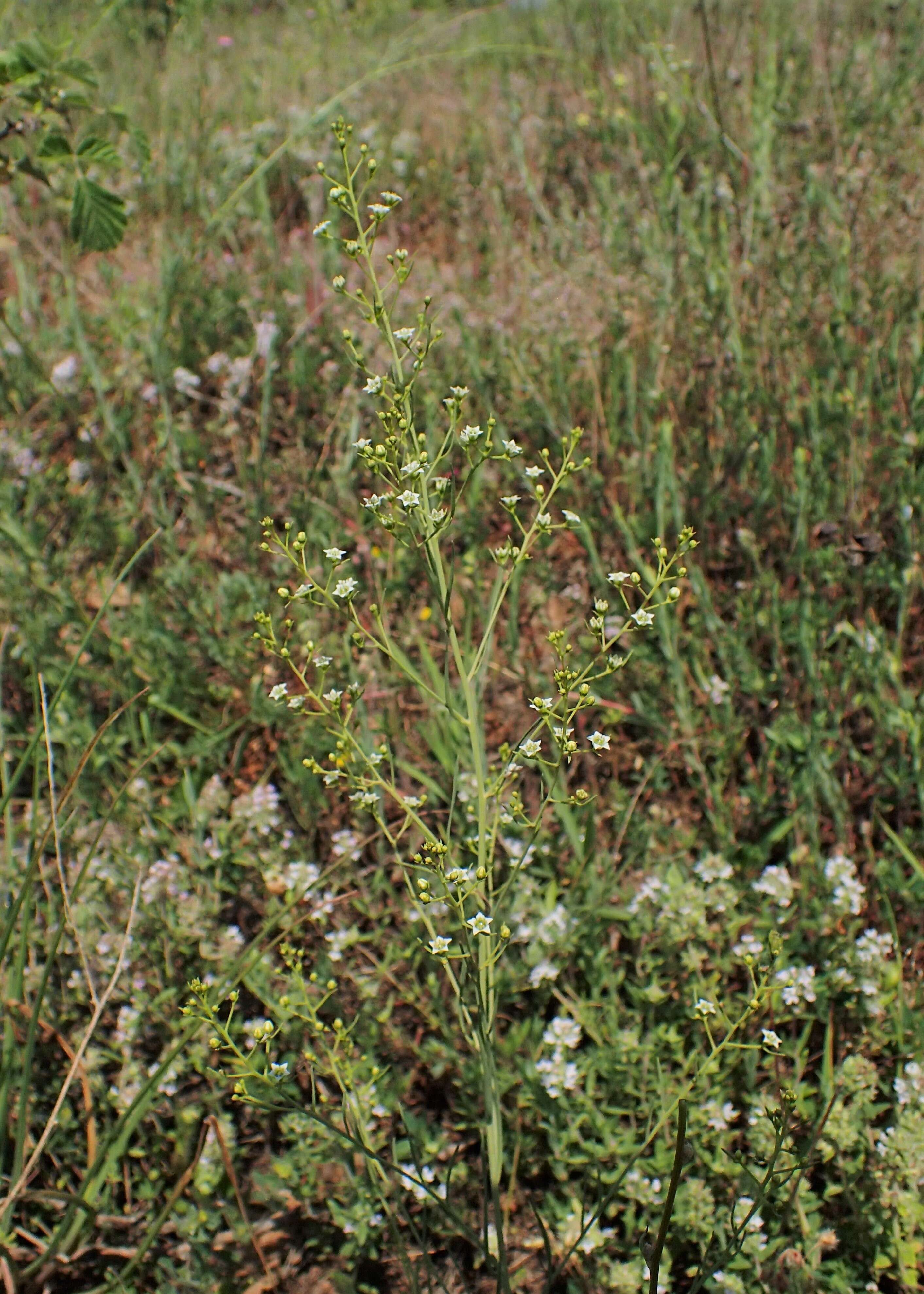 Image of flaxleaf