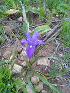 Image of Barbary Nut Iris