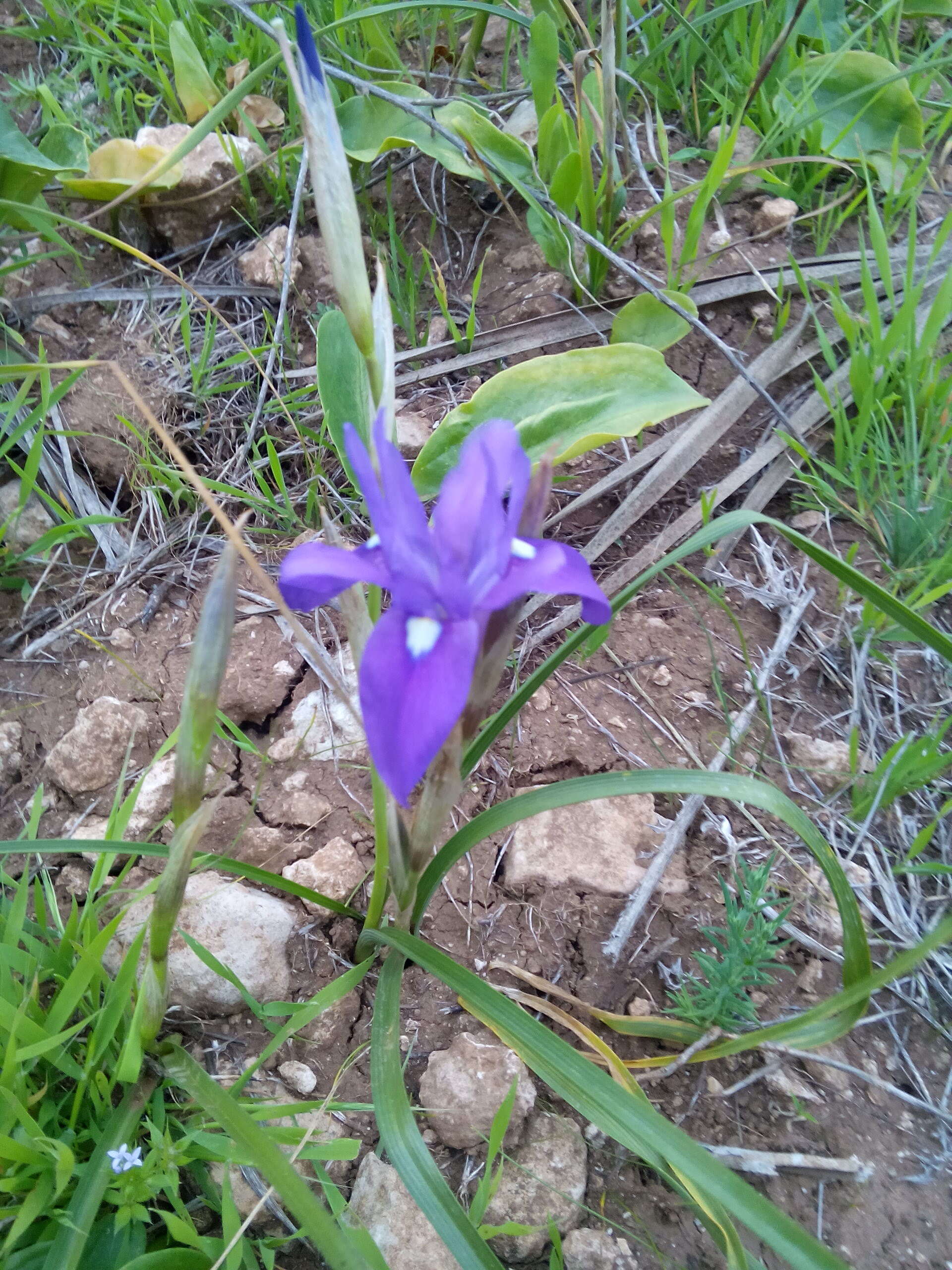 Plancia ëd Moraea sisyrinchium (L.) Ker Gawl.