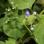 Imagem de Tripora divaricata (Maxim.) P. D. Cantino