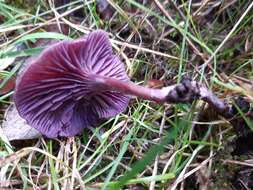 Image of Laccaria amethystina Cooke 1884