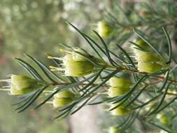 Image of Homoranthus montanus L. A. Craven & S. R. Jones