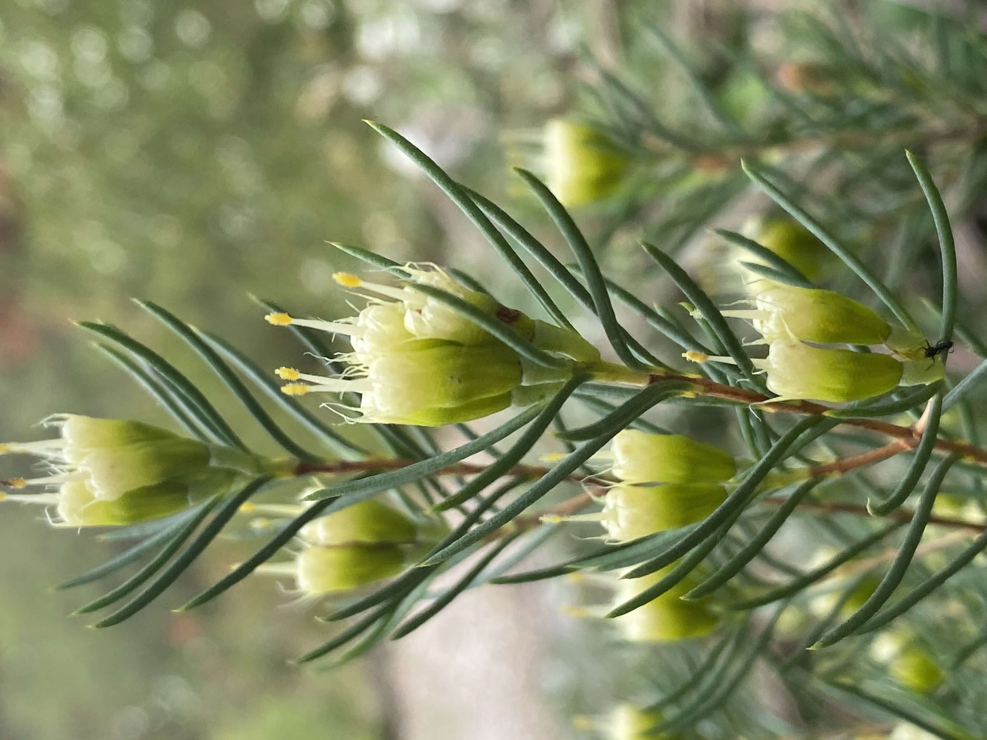 Image of Homoranthus montanus L. A. Craven & S. R. Jones