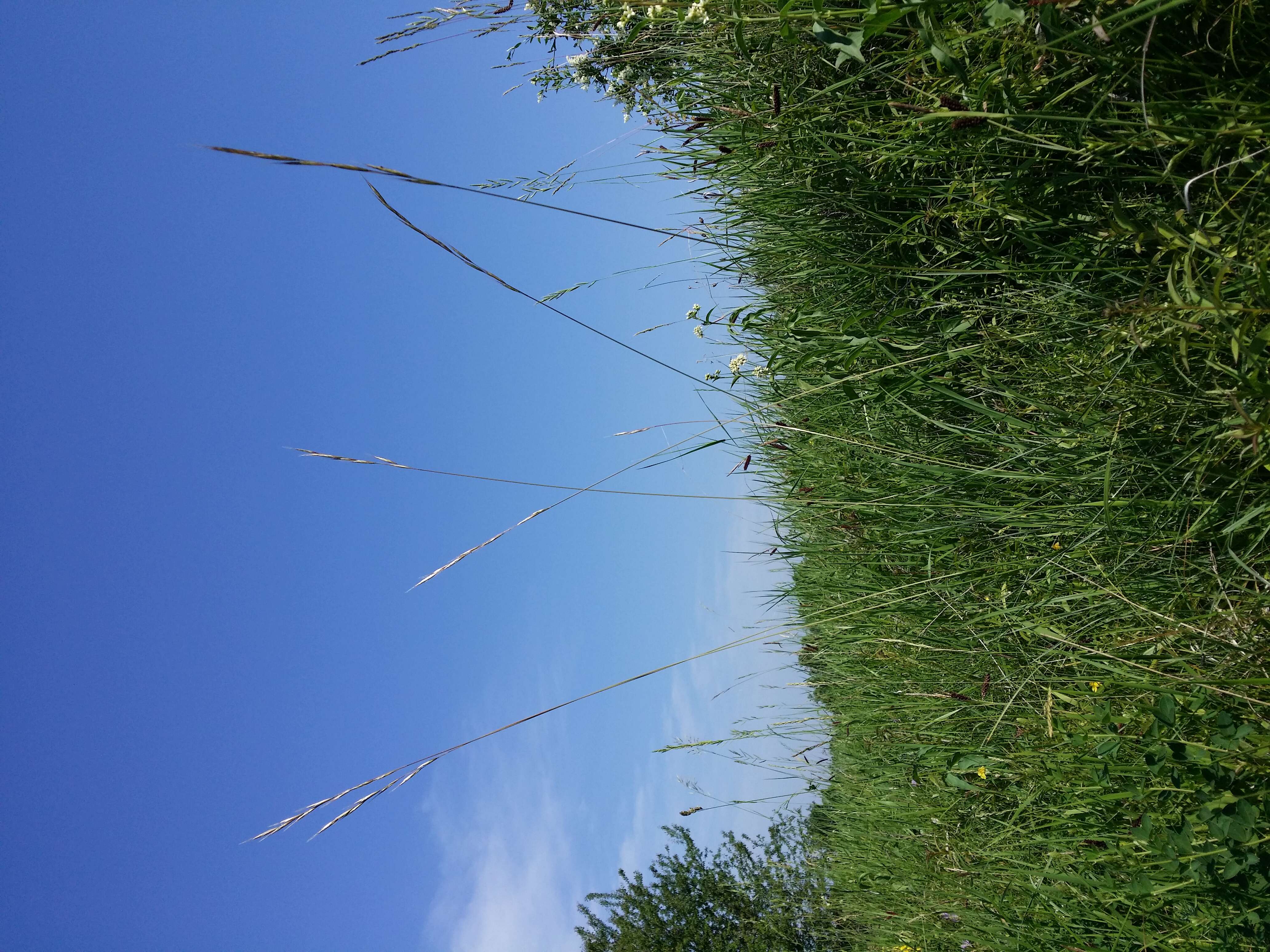 Plancia ëd Helictochloa pratensis (L.) Romero Zarco