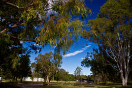 Image of cabbage gum