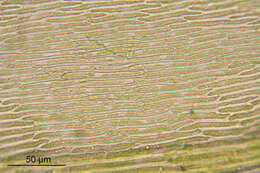 Image of common striated feather-moss