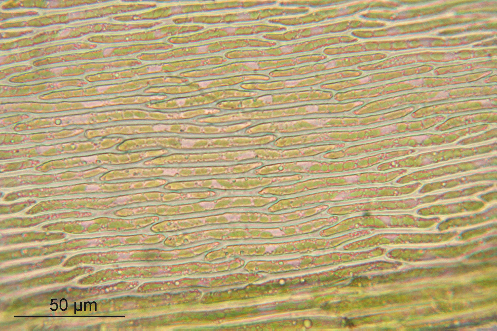 Image of common striated feather-moss