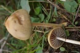 صورة Protostropharia semiglobata (Batsch) Redhead, Moncalvo & Vilgalys 2013