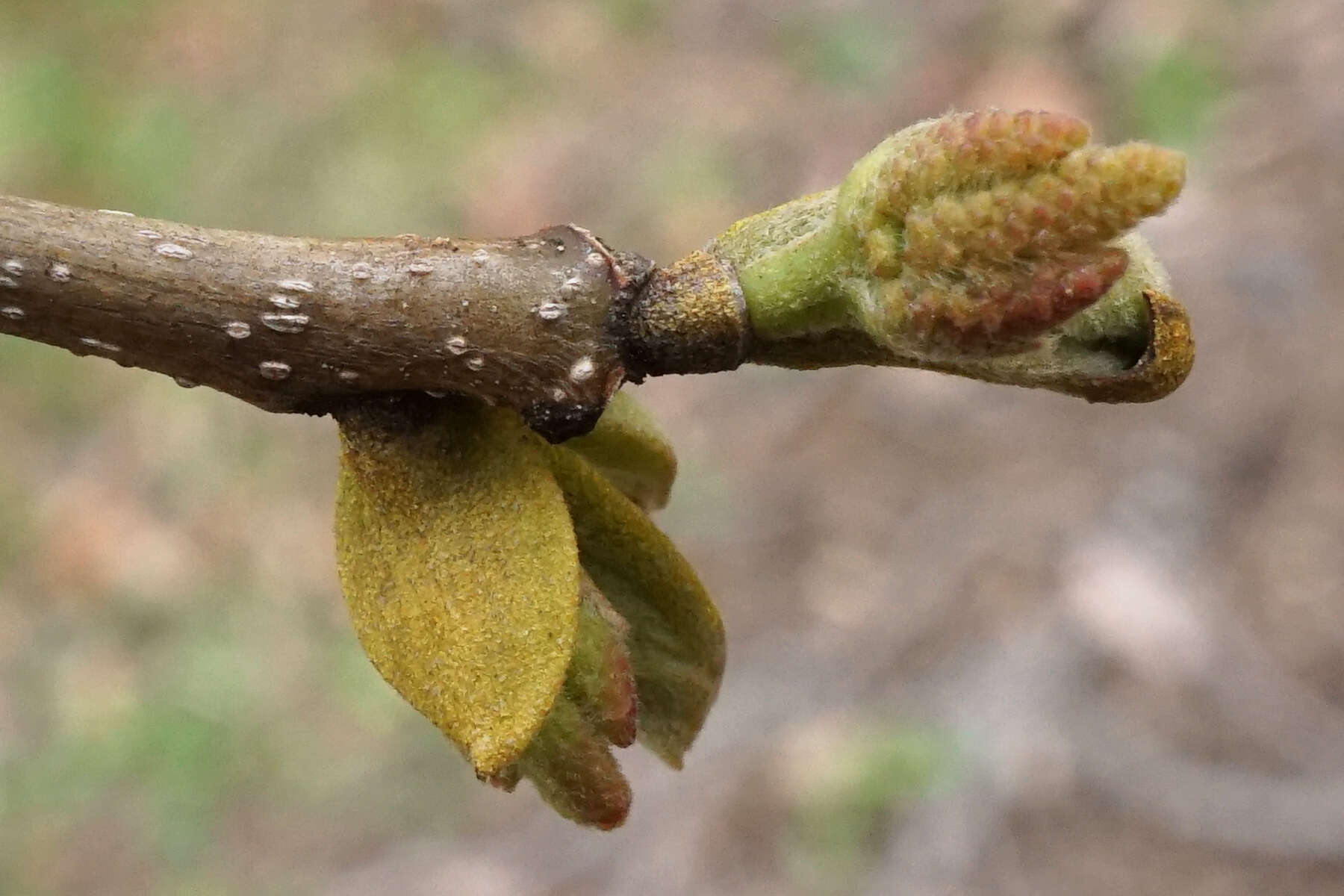 Image of bitternut hickory