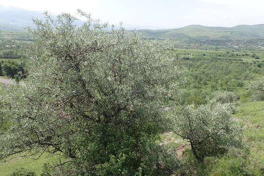 Plancia ëd Pyrus salicifolia Pall.