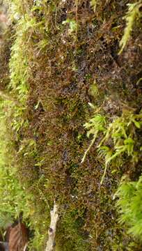 Image of Tamarisk Scalewort