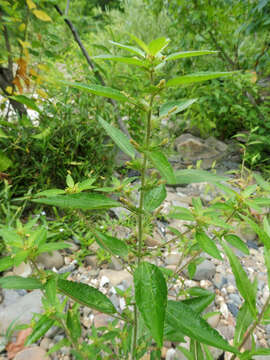 Imagem de Acalypha virginica L.