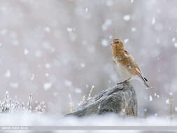 Image of Asian Crimson-winged Finch