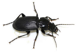 Image of Carabidae