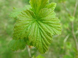 Image of Black Currant