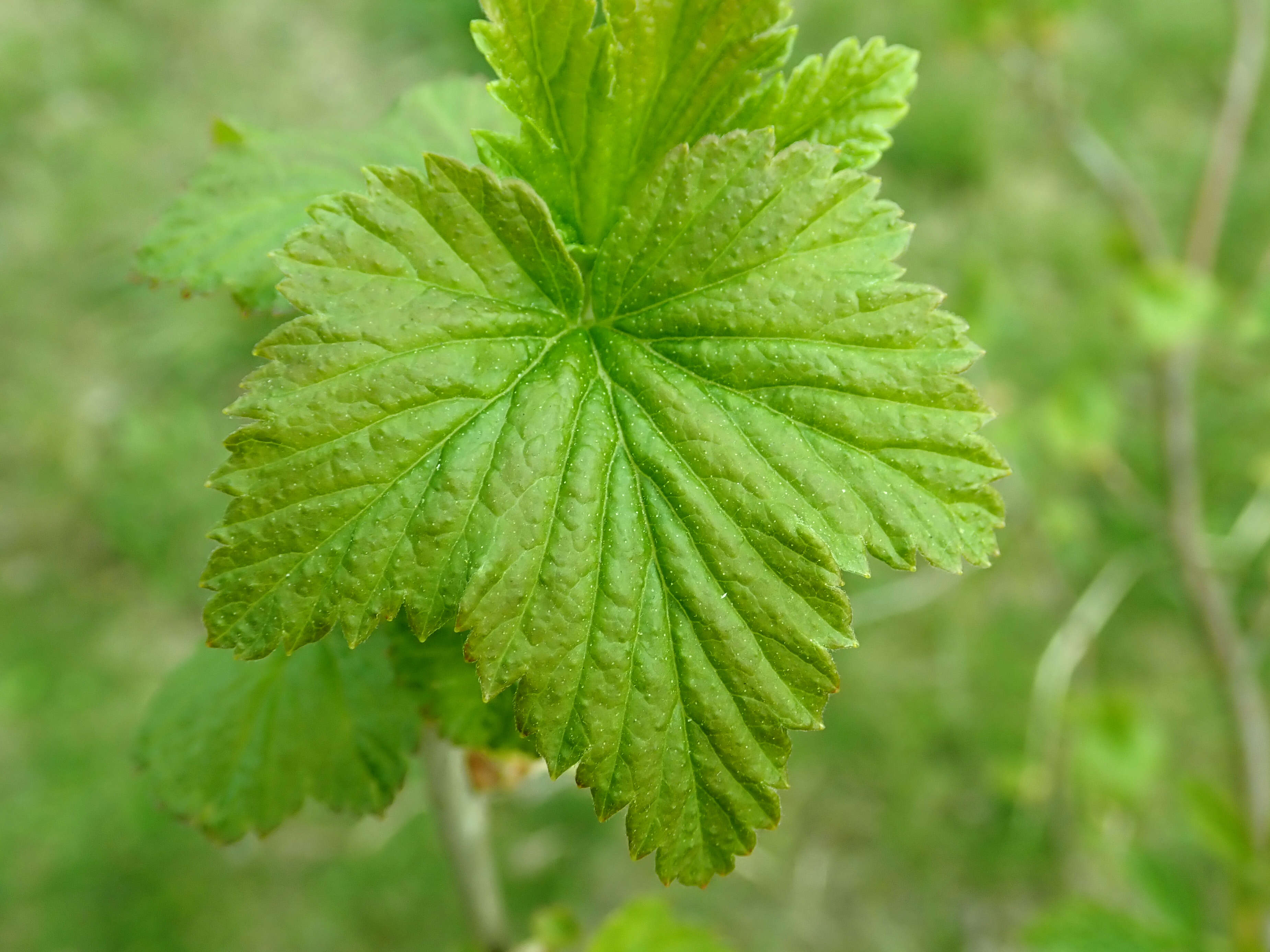 Image of Black Currant