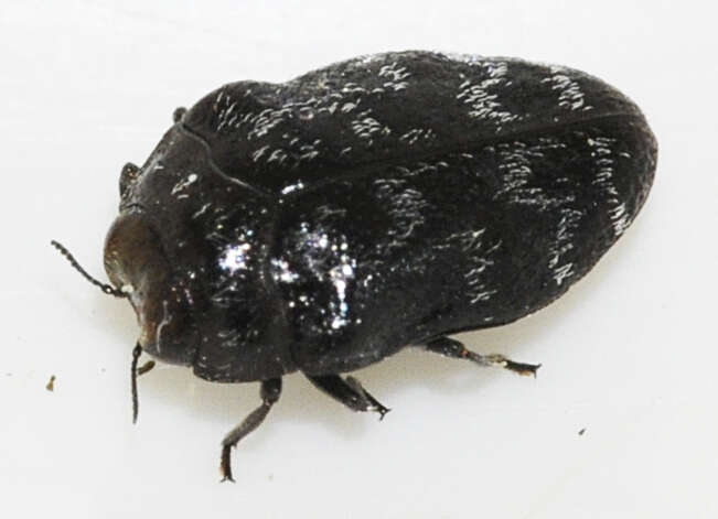 Image of Metallic wood-boring beetle