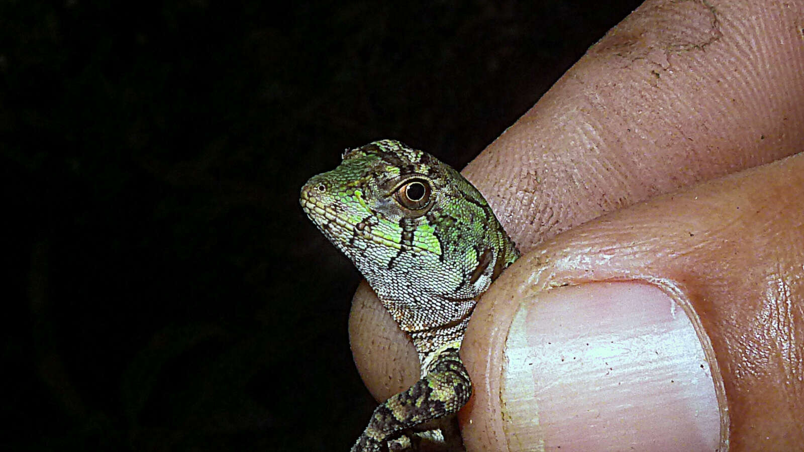 Image of Wied's Fathead Anole