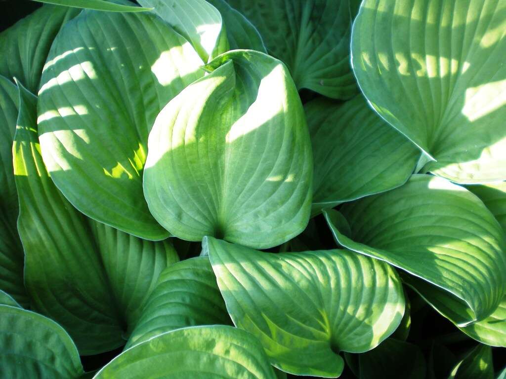 Imagem de Hosta plantaginea (Lam.) Asch.