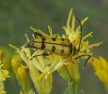 Image of Typocerus balteatus Horn 1878