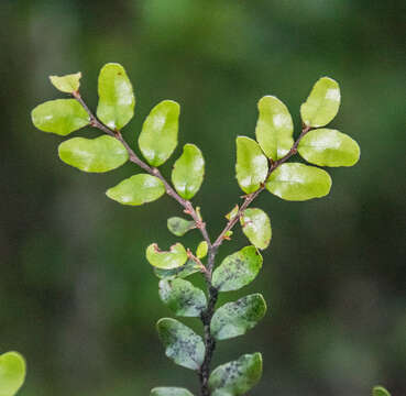 Image of Black beech