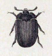Image of Peltis grossa