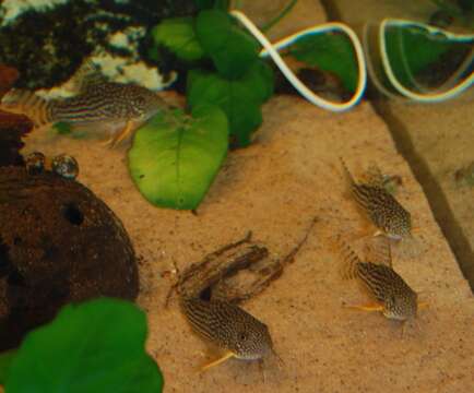 Image of Corydoras sterbai Knaack 1962