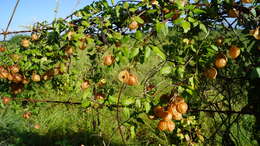 Image of balloon vine