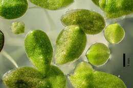 Image of Lesser Duckweed