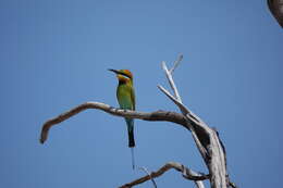 Image of Rainbow Bee-eater